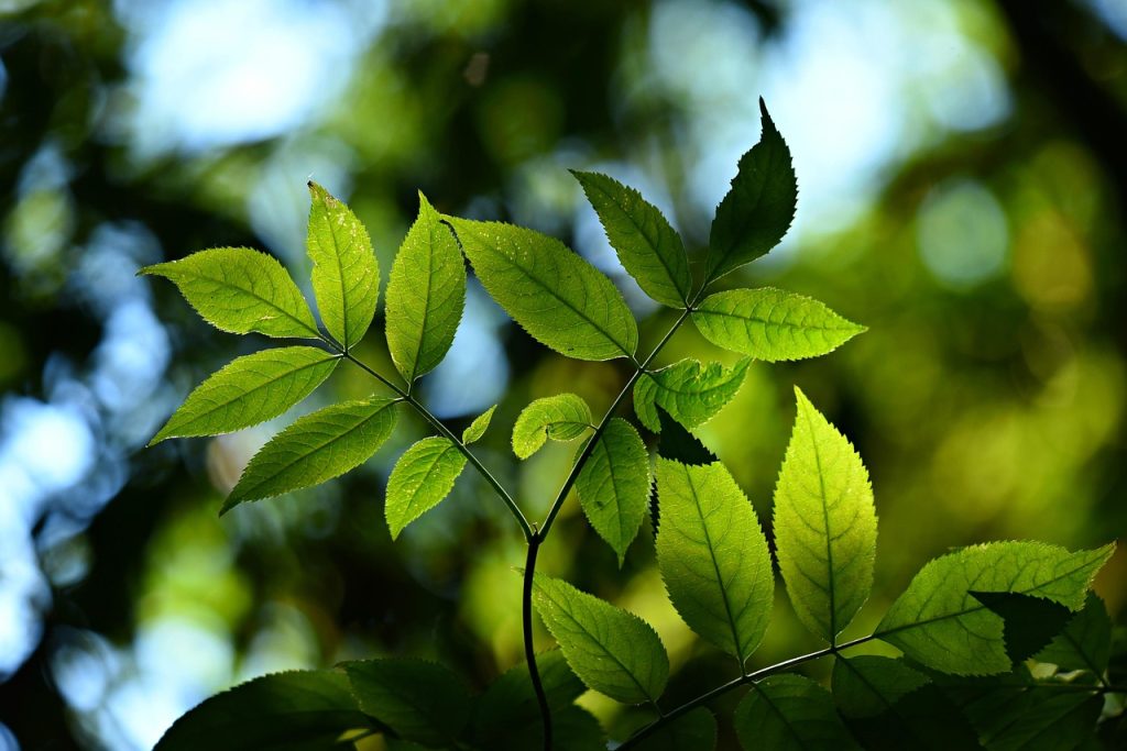 leaves, botany, growth, foliage, nature, photosynthesis, veins, photosynthesis, photosynthesis, photosynthesis, photosynthesis, photosynthesis